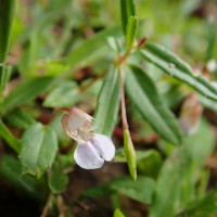 Impatiens oppositifolia L.